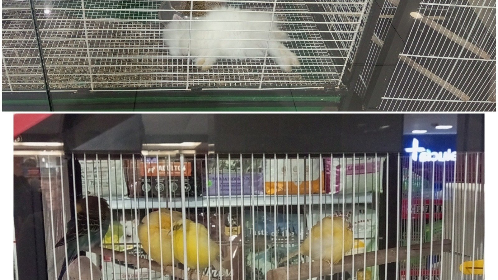 Petición · Eliminar Venta de conejos y pájaros en tiendas de mascotas