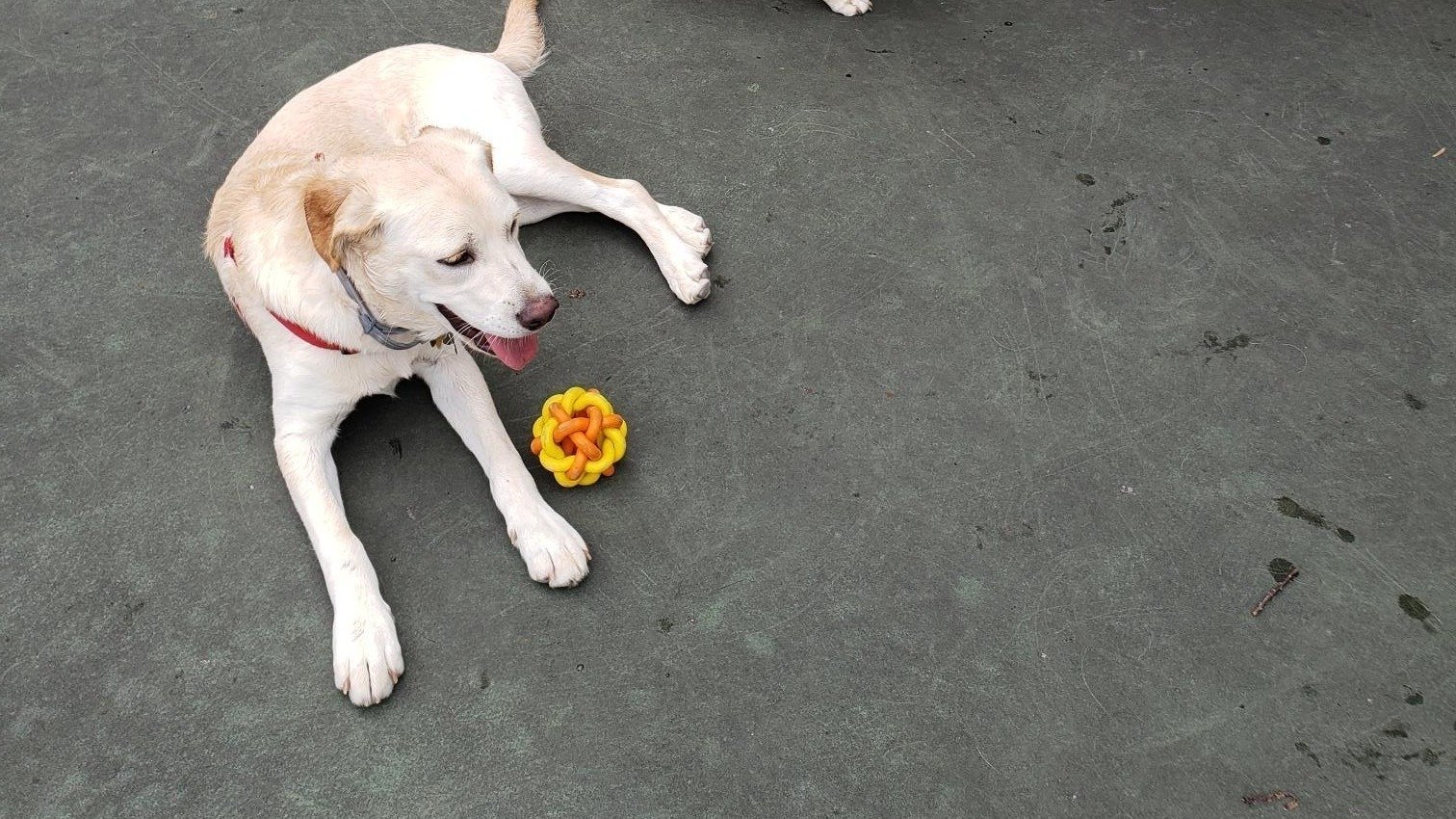 Petition · Remove no dogs allowed signs at McCarty Park old tennis