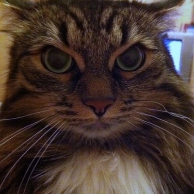 ChangeOrg profile picture for @braun