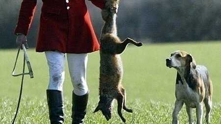 Petition · Ban fox hunting in Ireland - Ireland · Change.org