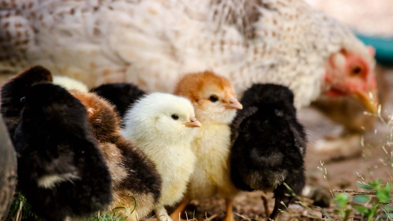 Petition · The right to be able to have chickens on your residential