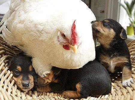 Tierrechtsaktivistin darf für eine Nummer aus dem Käfig Tierrechtsaktivistin darf für eine Nummer aus dem Käfig