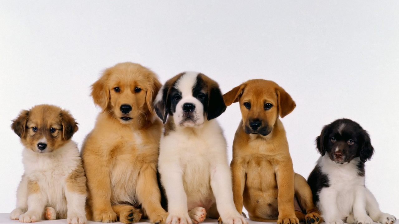 Petition · Make it compulsory for dog breeders to hold a license and