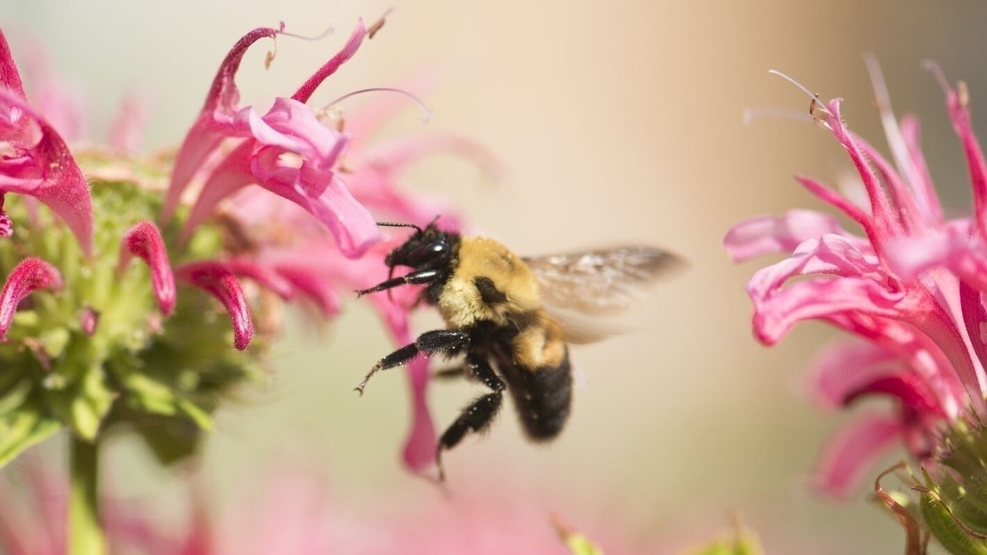 Petition · Prohibit Leaf Raking to Protect Pollinators in Rhode Island