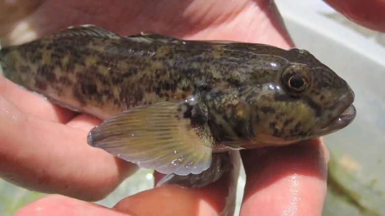 Round Goby Problem Petition · Help spread awareness of Round Gobies - Canada · Change.org