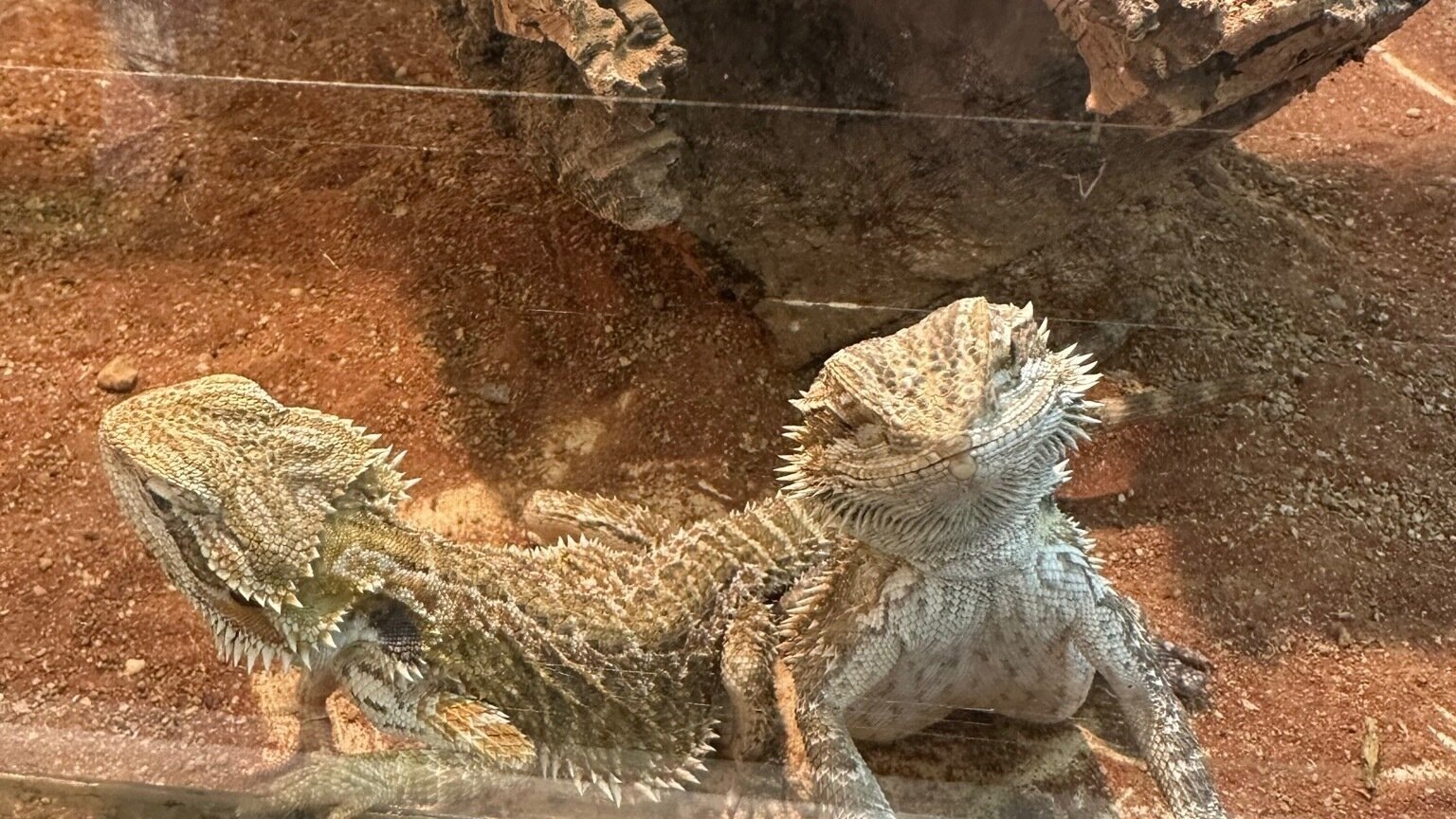 Petition · Reinstate My License to Sell Animals United Kingdom