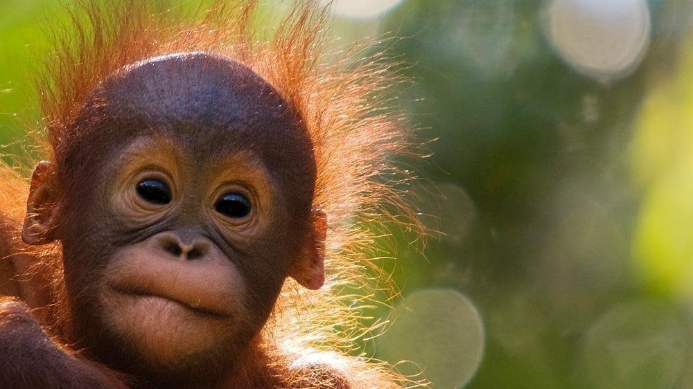 Petition · Ranga lives matter #2 - Australia · Change.org