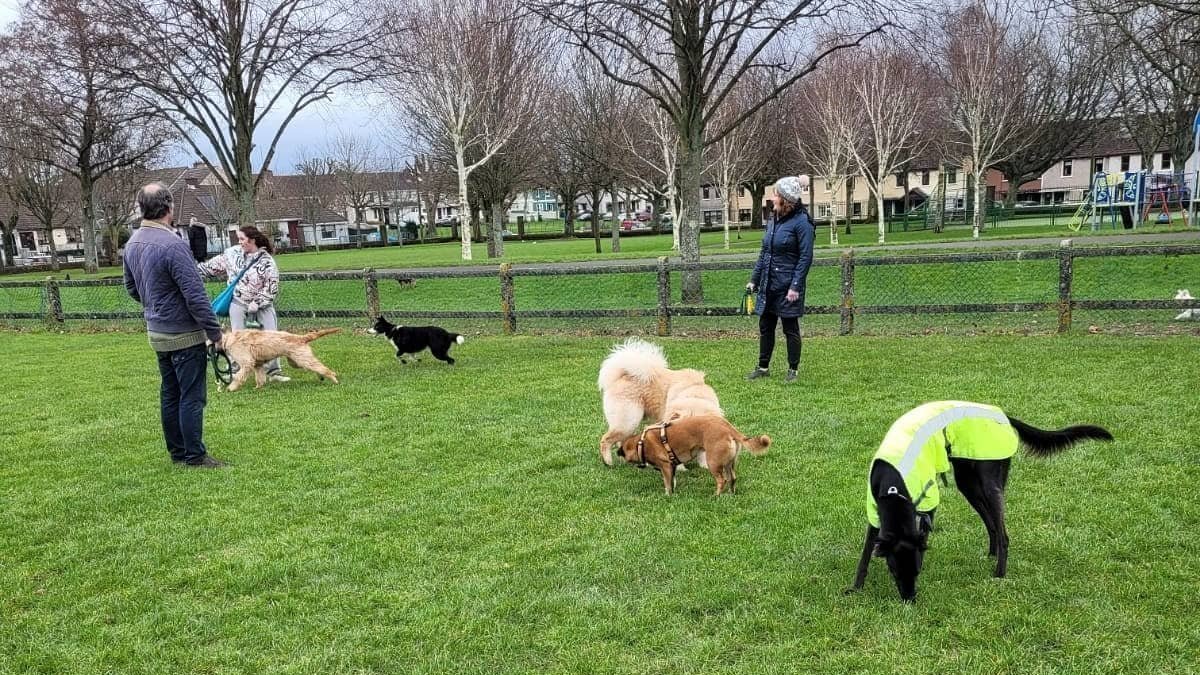 Petition · Open offleash areas for dogs in Cork City centre Cork