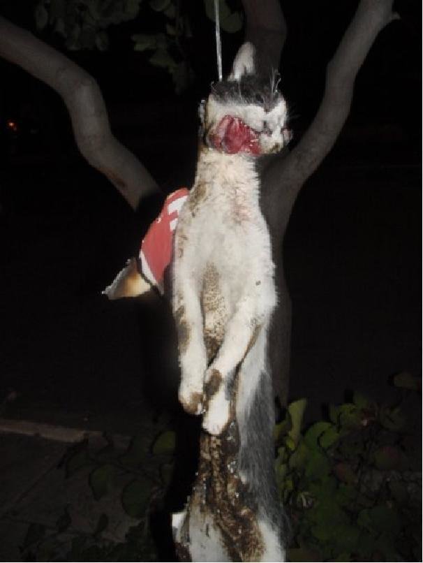 Petisi Indonesia Government Stop Animal Abuse Change Org