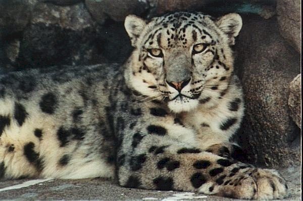 Petition · PROTECT THE SNOW LEOPARD - Germany · Change.org