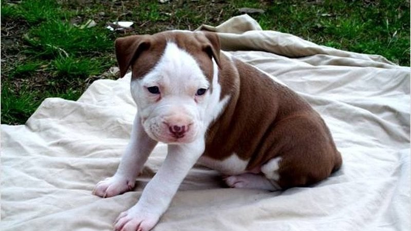 Peion Pit Bulls Are The Nicest Dogs Alive They Aren T Ment Pit Bulls Are The Nicest Dogs Alive
