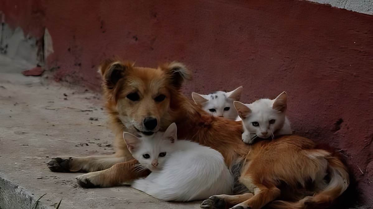 Pawsitive Native Petition · 3Ps: PAWerful, PAWsome, PAWsitive - Philippines · Change.org