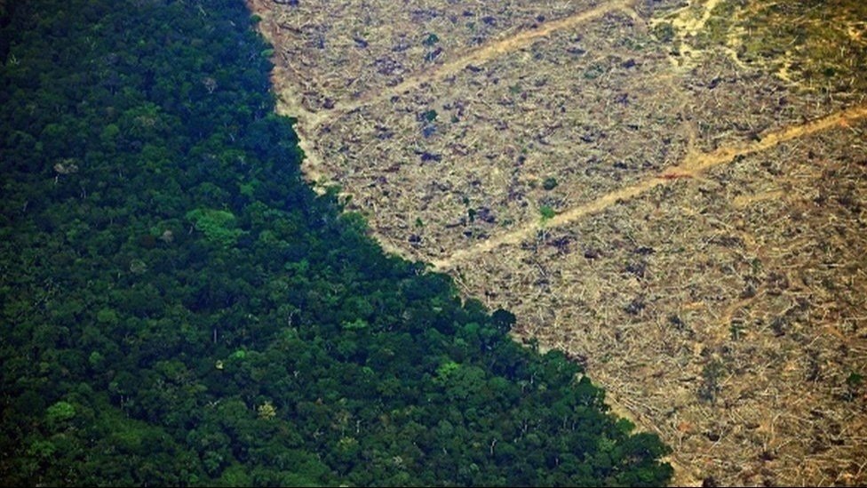 Petition · Lungs of the Earth Restoration End Deforestation in the