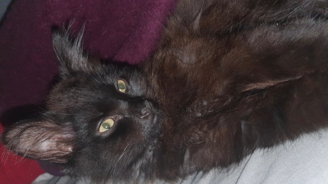 Petition · Make it a legal requirement for drivers to stop if they hit