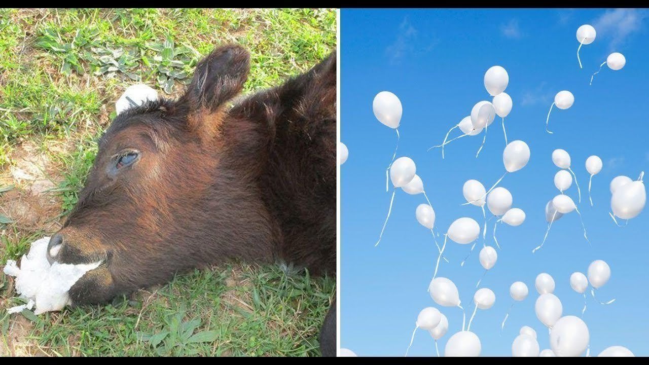 Petition · Helium balloons harm, animals and the environment United