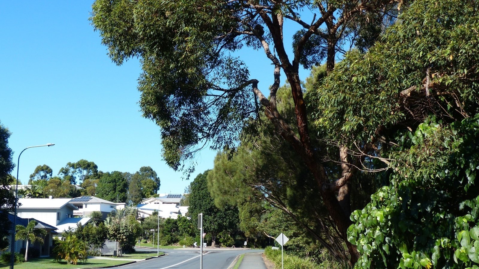 Petition · Make Koala Beach roads Safe for Children and Wildlife