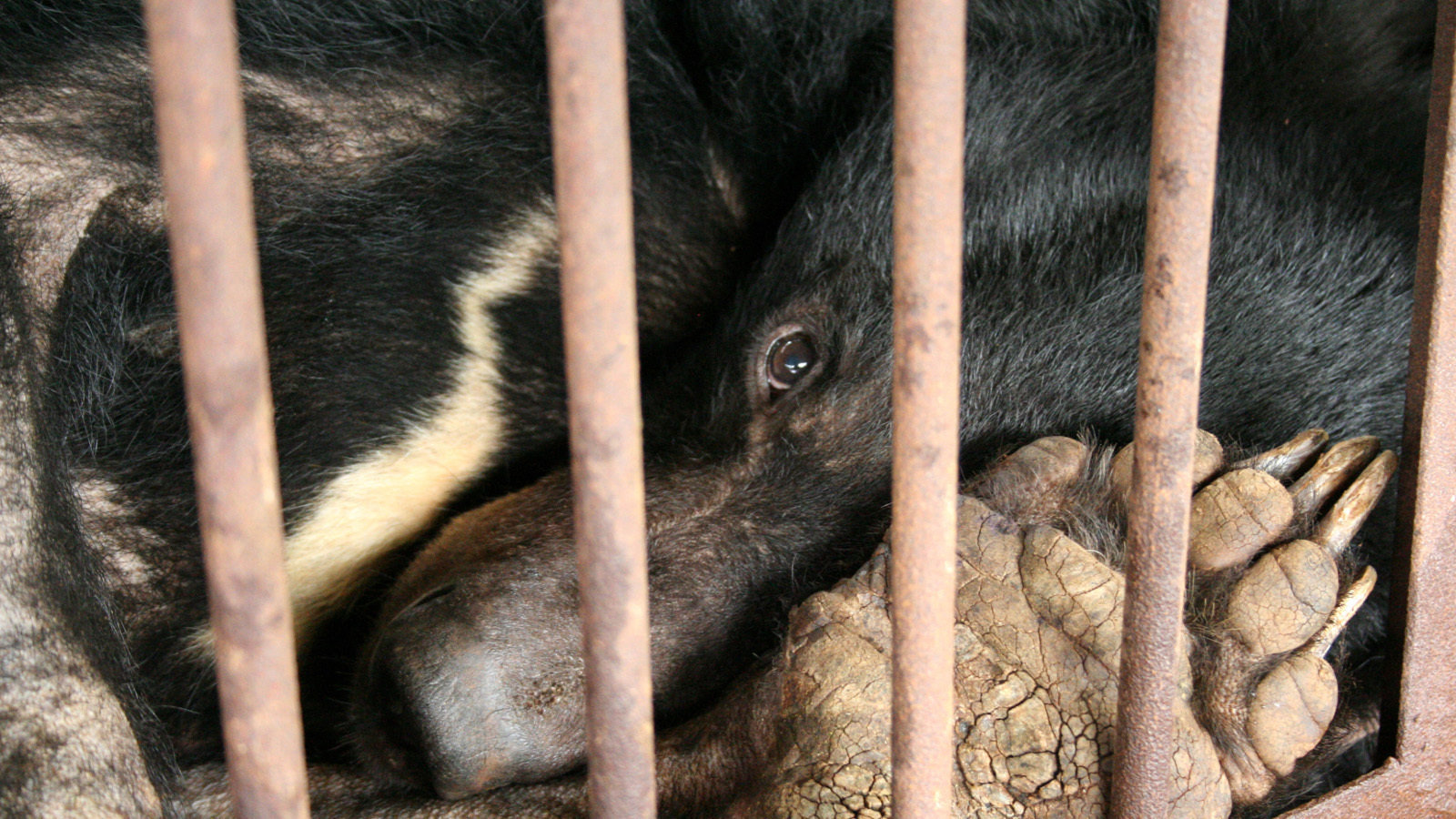 Petition · Stop the barbaric ritual of harvesting bear bile - China ...