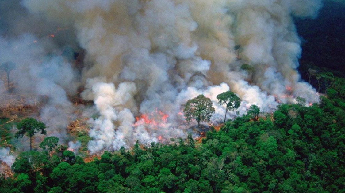 Petition · CALL ON THE UN TO STOP AMAZON DESTRUCTION - New Zealand ...