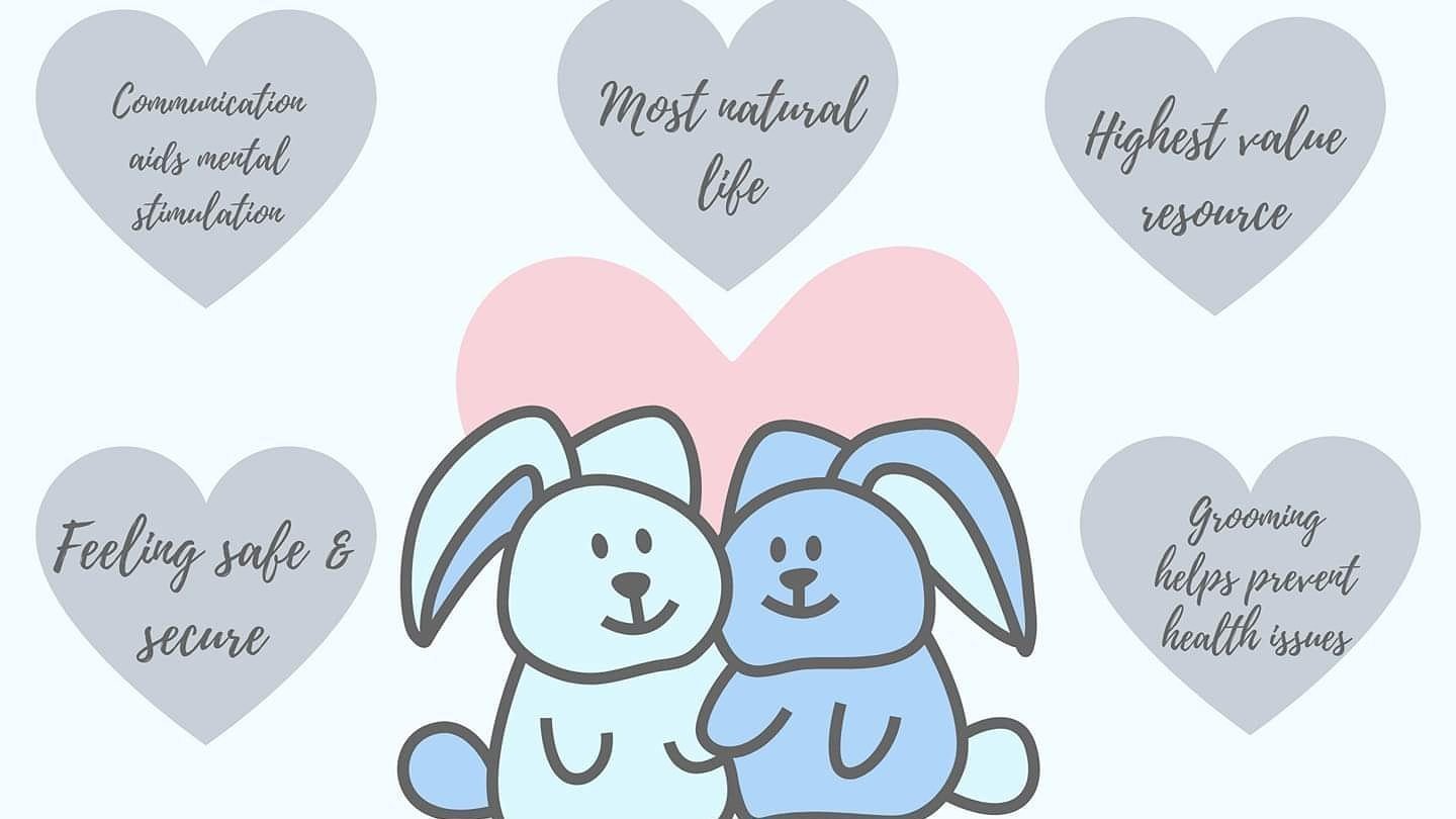 Petition · Make companionship for rabbits a legal requirement United