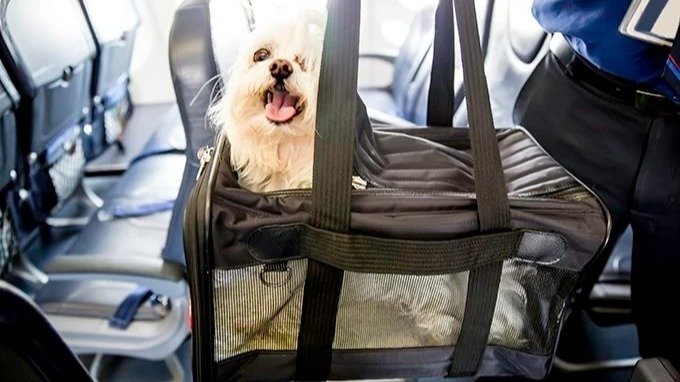 Petition Allow Pets In Cabin On Domestic Flights In Australia petition-allow-pets-in-cabin-on-domestic-flights-in-australia