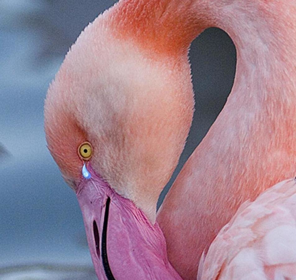 Petition Brevard County School Board Save South Lake Elementary