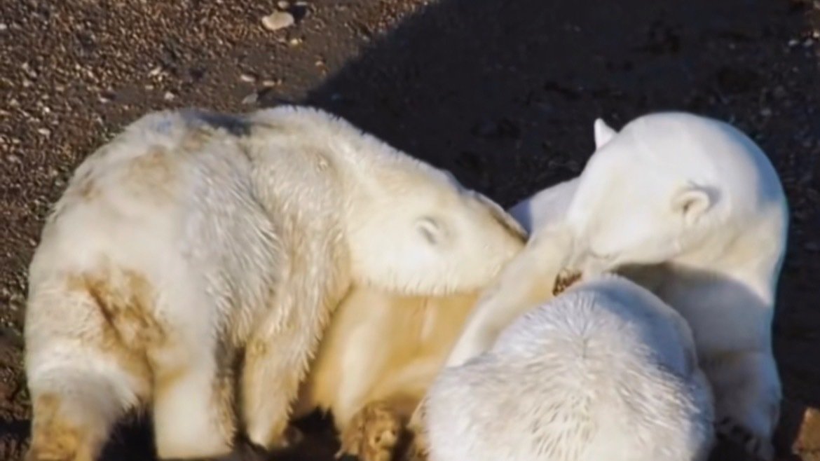 Petition · Stop the willow project United States ·