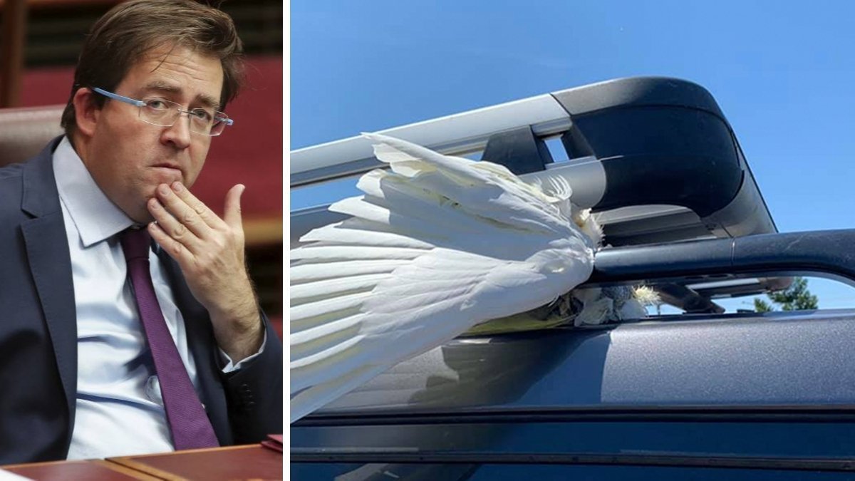 сенатор должен был