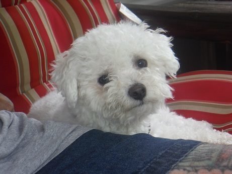 Petition · federal Antiterrorism and Effective Death Penalty Act (AEDPA