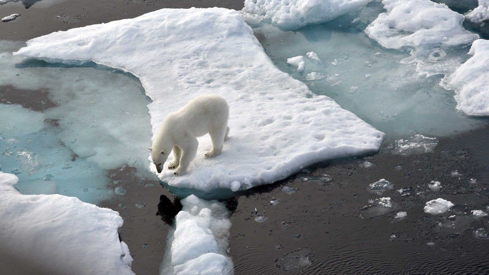 Petition · Stop the willow project United States ·