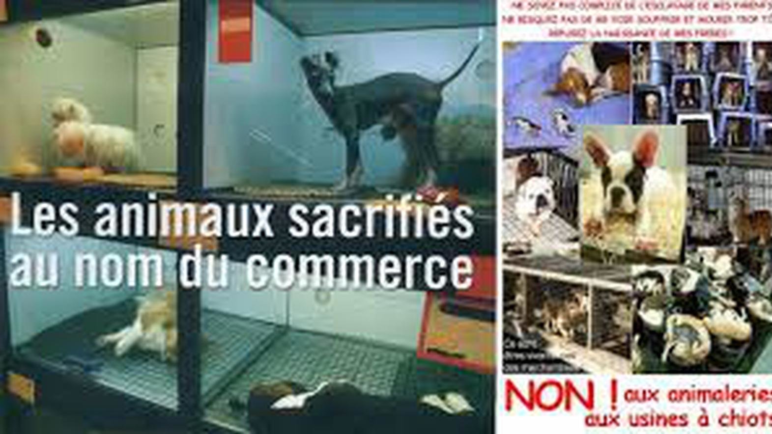 Pétition · Interdire la vente d'Animaux dans les animaleries! - France