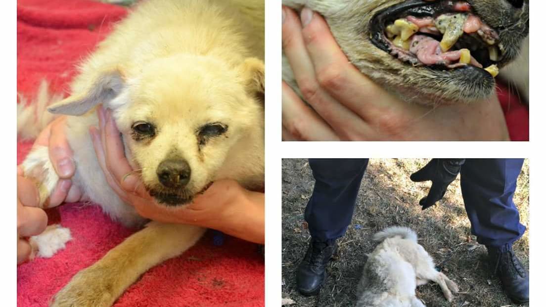 Topic Animal Abuse Change Org