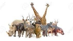 Petition · do you want all animals to die out? - United States · Change.org