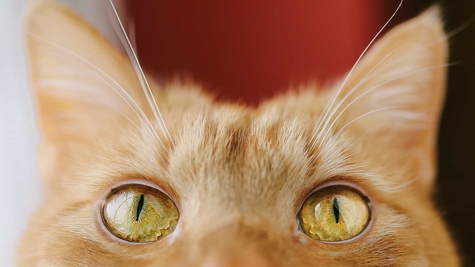 Petition · Make Cat Theft Illegal! United Kingdom ·