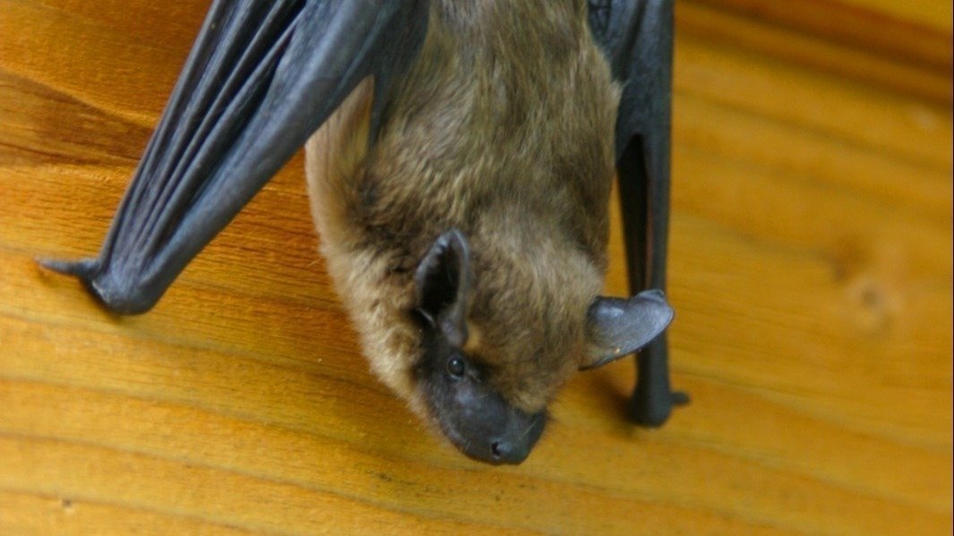 Petition · Protection for Bats in the City of Columbia and throughout