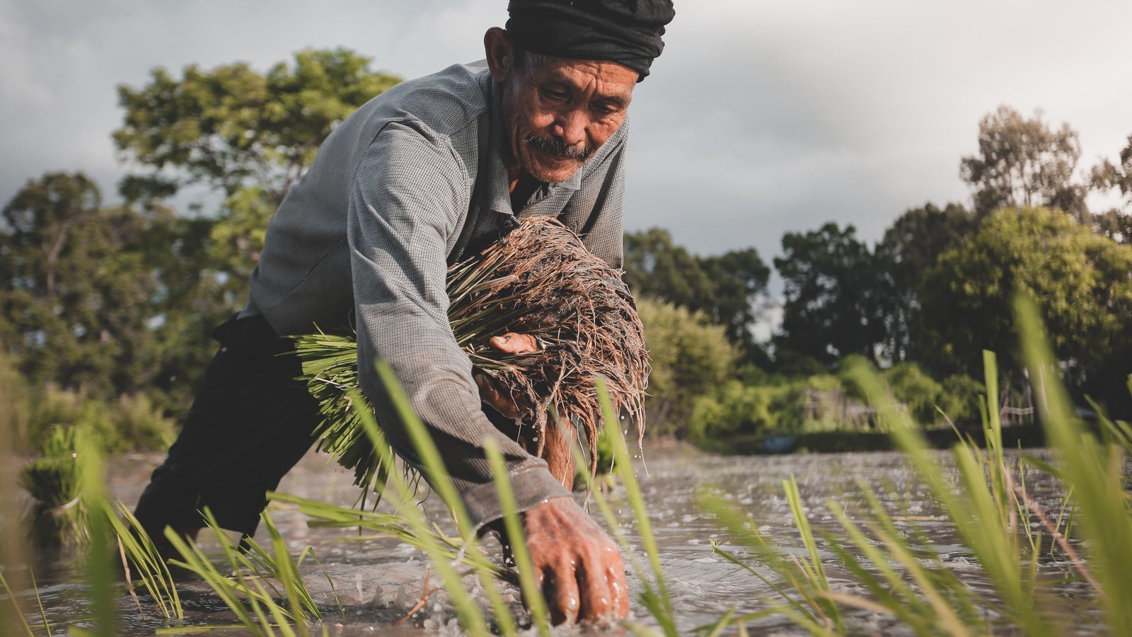 Petition · Abolish the Rice Tariffication Law ·