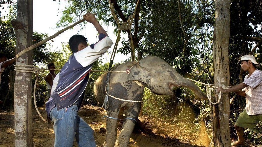 Petition · Protect the elephants! Remove cruel elephant rides from