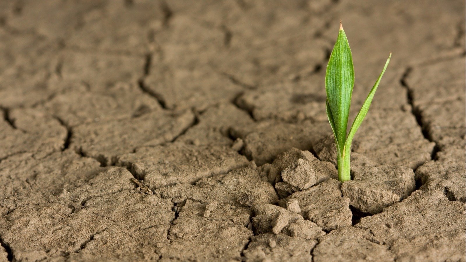 Petition Adopt The 8 Step Healthy Soils Tech Stack United States