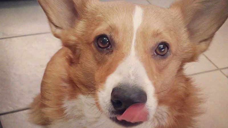 Petition · Allow New Mexico rescue groups to rescue dogs from Roswell