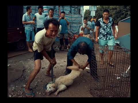 Petition · Stop the Lychee and Dog Meat Festival - United States