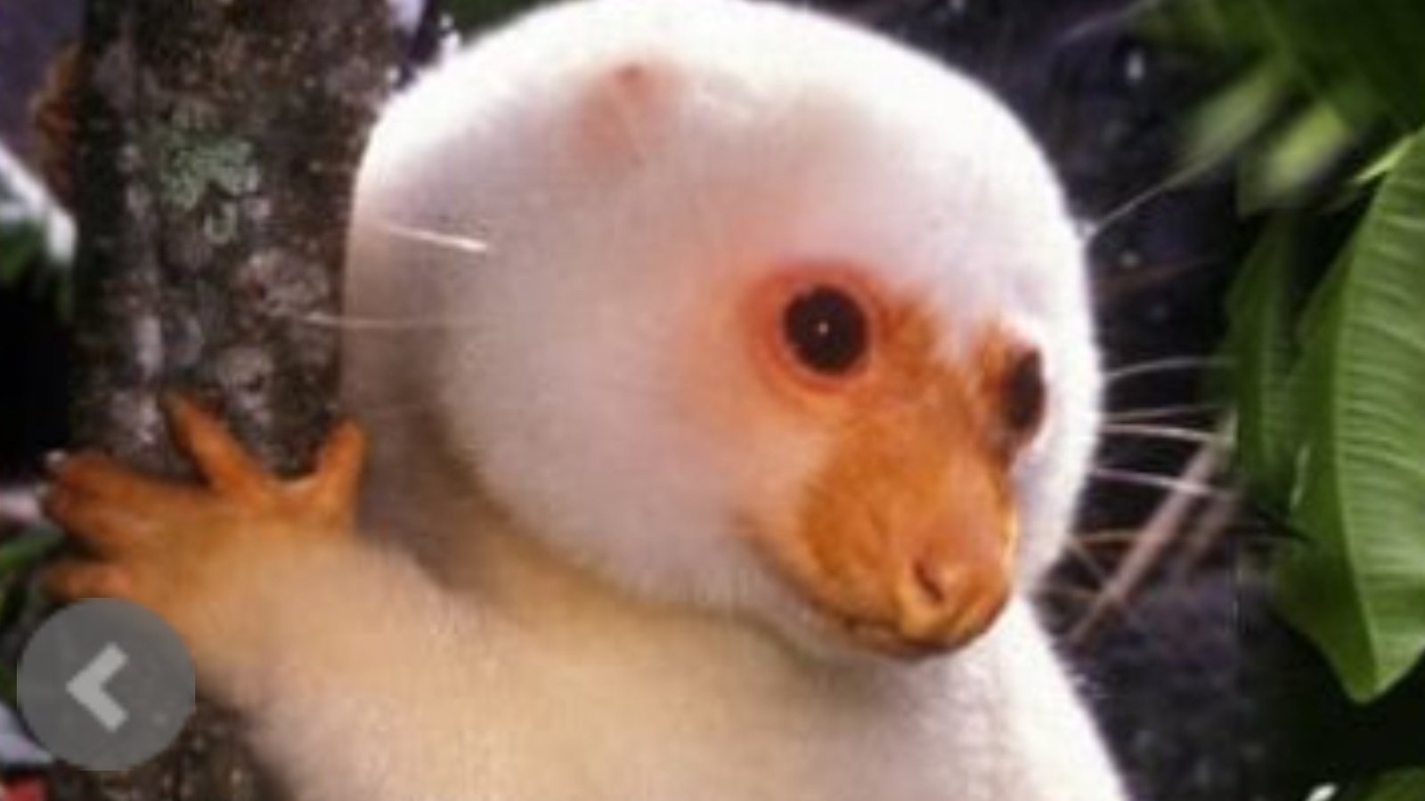 Petition · Save the endangered cuscus! please! ·