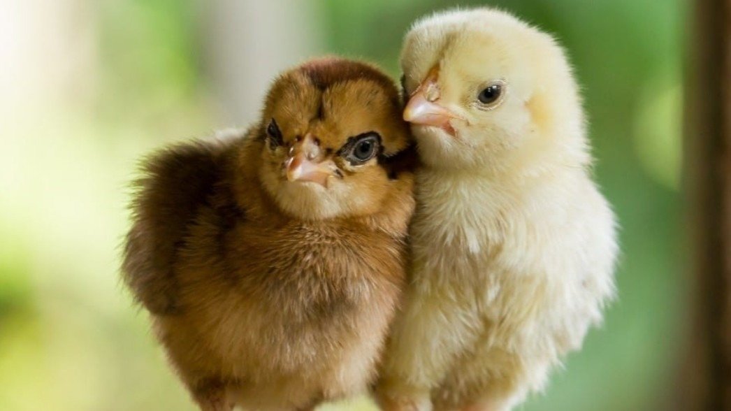 Petition · Allow chickens (Hens) inside city limits of alma, mo. Alma