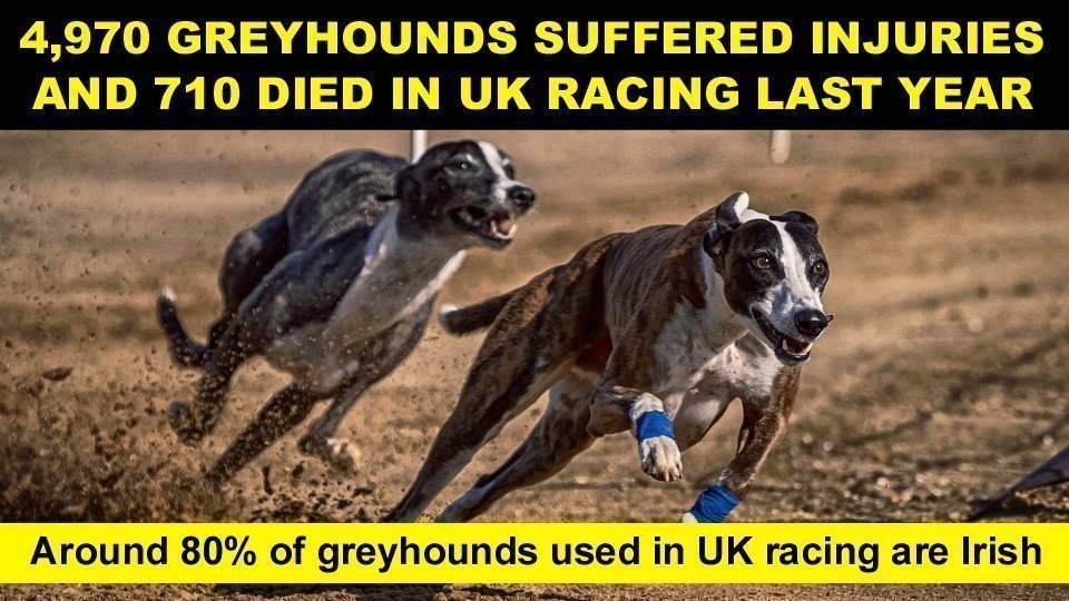 Petition update · 4,970 greyhounds suffered injuries and 710 died in UK ...