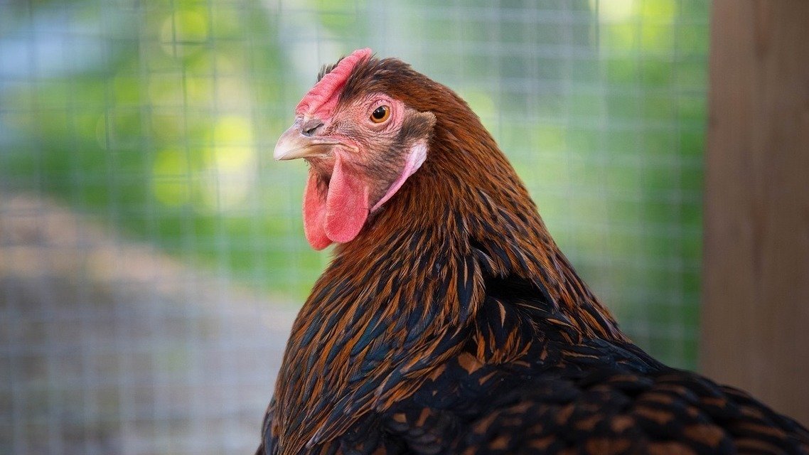Petition · Save our chickens! Canada ·