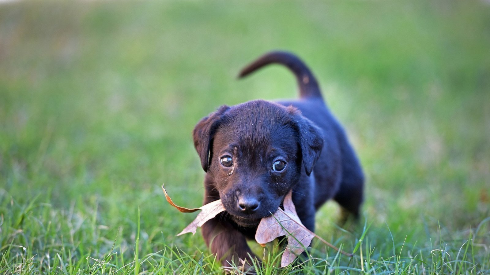 Petition · Expand Joshua Animal Shelter · Change.org