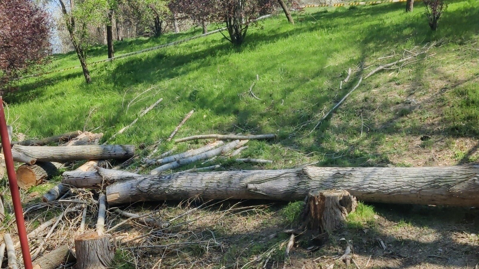 Petición · Detened la tala de árboles en el parque de San Isidro ...