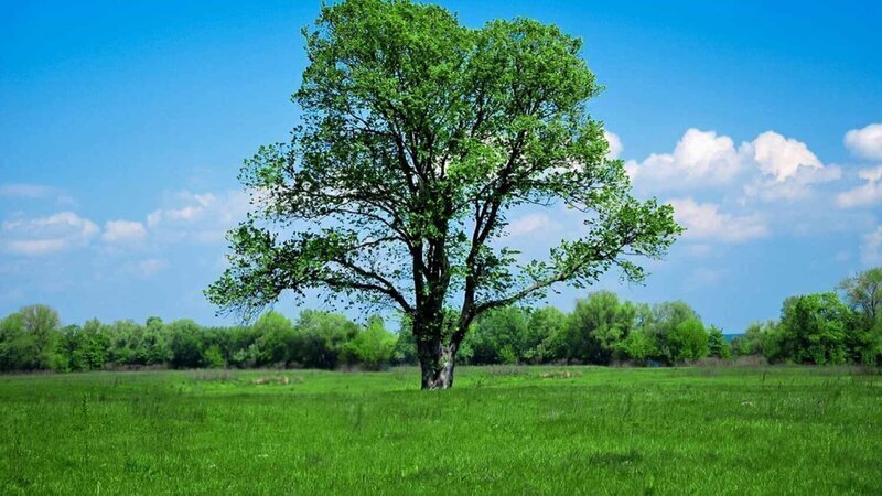 Carrick On Shannon Tree Removal