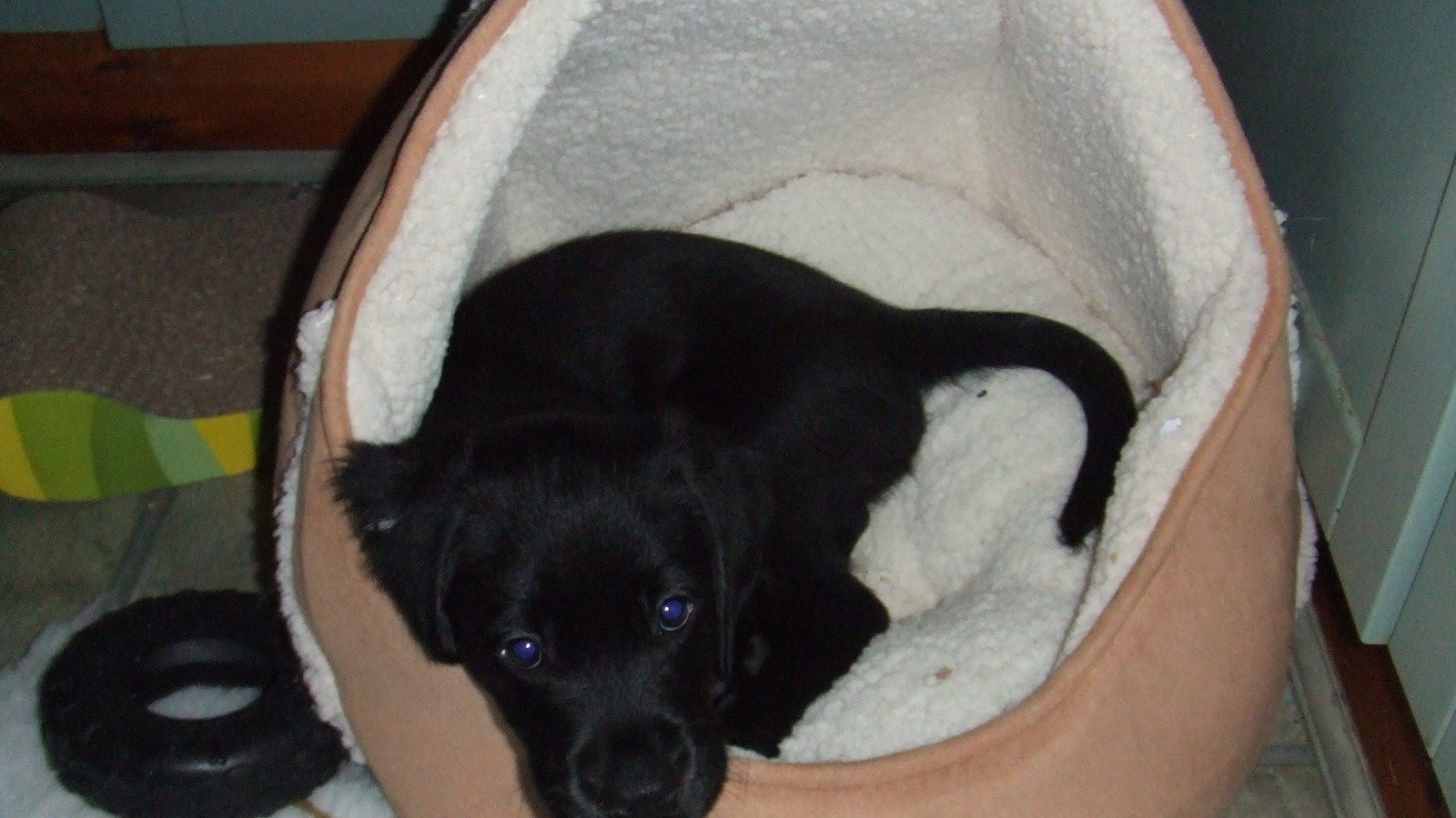 Petition · Stop charging Guide Dogs Association VAT on dog food for