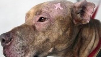 Petition · Stop mistreating pit bull mixes - United States · Change.org