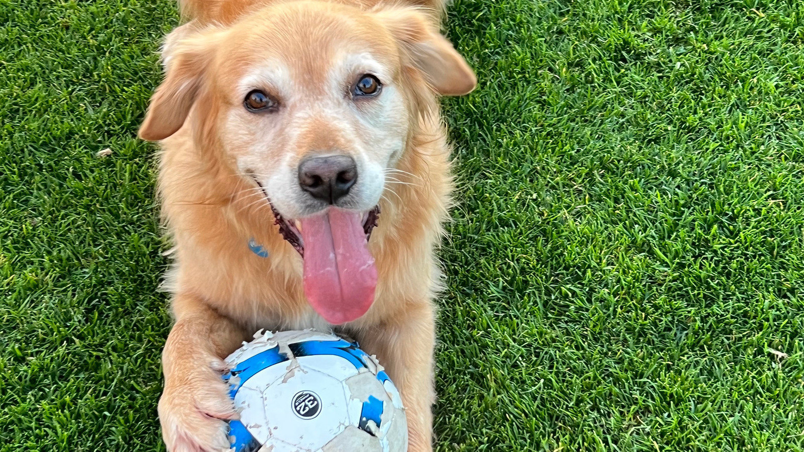 petition-keep-jack-edwards-reserve-leash-free-change