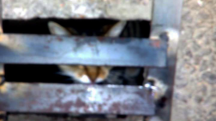 Петиция · Запретите закрывать подвалы от котов! - Россия · Change.org